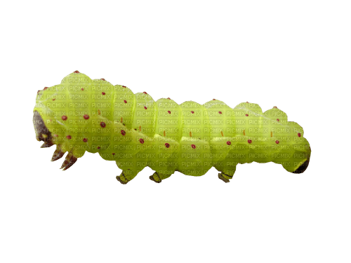 caterpillar - gratis png
