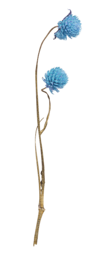 dolceluna blue flowers - ücretsiz png