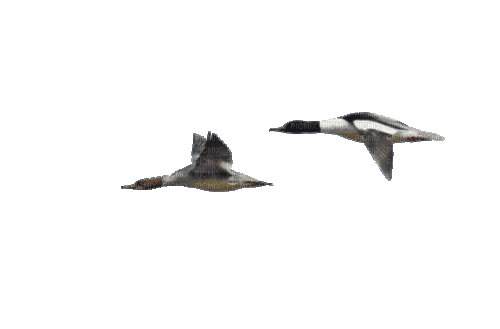 Birds.Ducks.Fly.Canards.gif.Victoriabea - 無料のアニメーション GIF