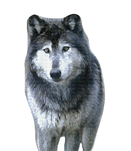 wolf milla1959 - Gratis geanimeerde GIF