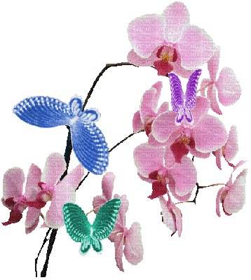 orchidée - Nemokamas animacinis gif