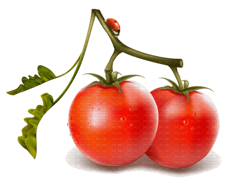 Tomaten - ingyenes png