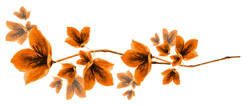 Flowers.Orange - zadarmo png