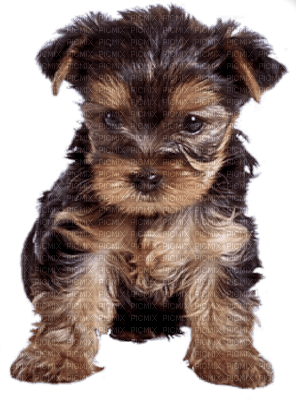 Tube Animaux Chien - 無料png