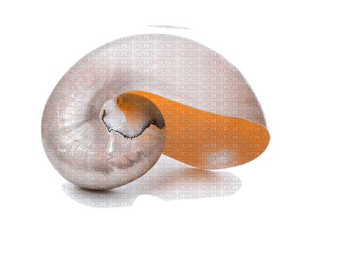 shell Bb2 - 免费PNG