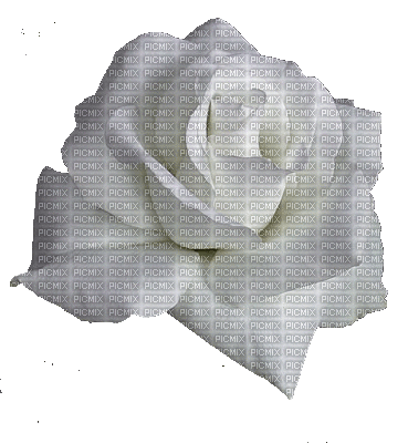 Roses dm19 - Gratis animeret GIF
