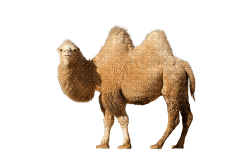 Kaz_Creations Animals-Animal-Camel - δωρεάν png