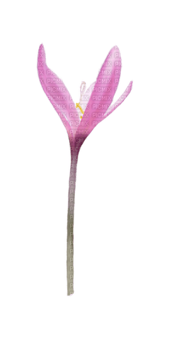 pink flower watercolor Bb2 - png gratuito