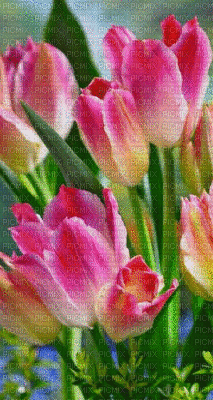 Tulipanes - Bezmaksas animēts GIF