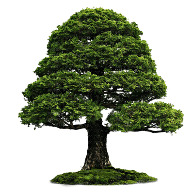 arbres_trees_arbre_Tube_Blue DREAM 70 - besplatni png