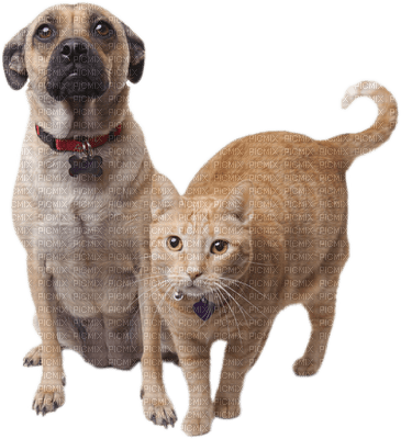 Cats & Dogs - Jitter.Bug.Girl - ilmainen png