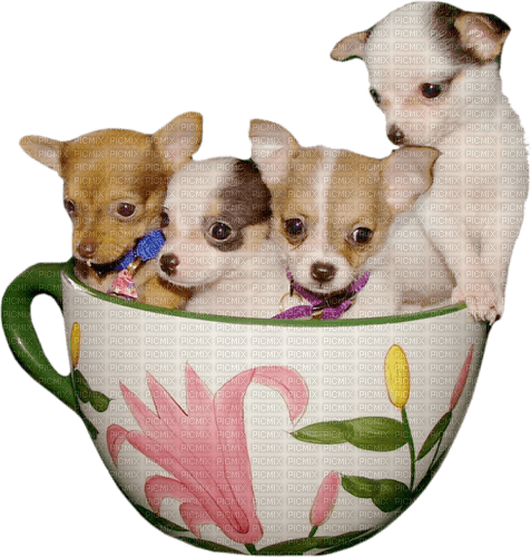 Chihuahua puppys - PNG gratuit