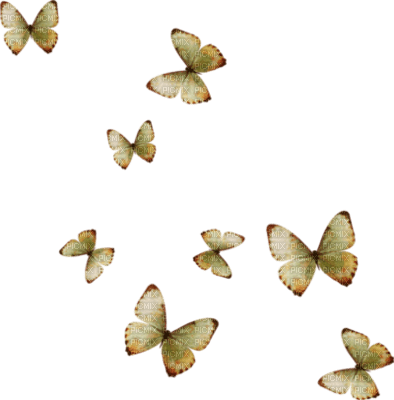 papillon - фрее пнг