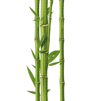 baMBUS Bamboo - Free PNG