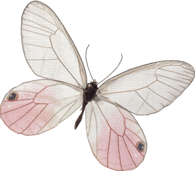 dulcineia8 borboletas - 免费PNG