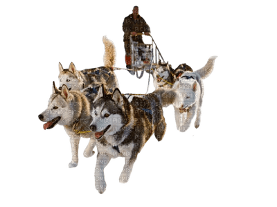 sled dogs - Nitsa - Free PNG