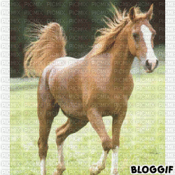 cheval,loup,poney - Gratis animeret GIF
