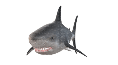 hai shark sisustus decor - Free PNG