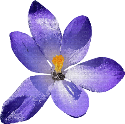 violet purple flower laurachan - PNG gratuit