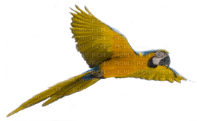 Kaz_Creations Parrot Bird - darmowe png