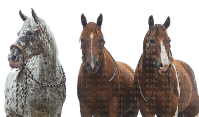 western (chevaux) - gratis png