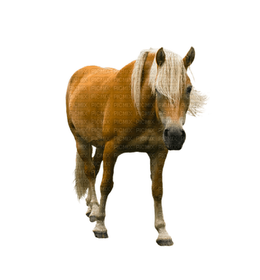 Hevonen, horse - Free PNG