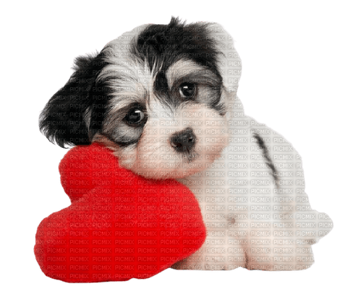 dog love - δωρεάν png