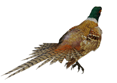 lintu, bird, fasaani, pheasant - Free PNG