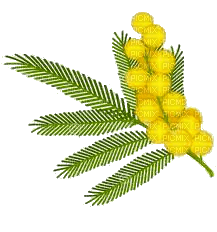 mimosa  FLEUR JAUNE SHEENA - PNG gratuit