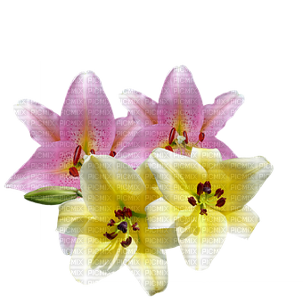 kikkapink pink yellow lily flowers flower lilies - бесплатно png