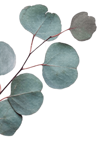 eucalyptus Bb2 - 免费PNG