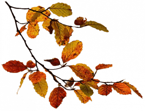 autumn branch leaves orange - nemokama png