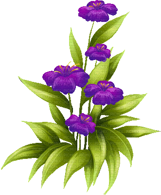 purple flower gif  pourpre fleur