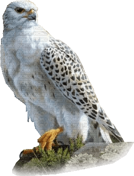 Aigle blanc - PNG gratuit