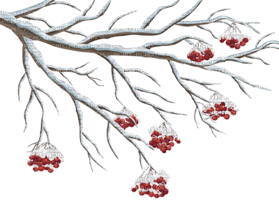snowberry branch winter fraise des neiges branche hiver - безплатен png