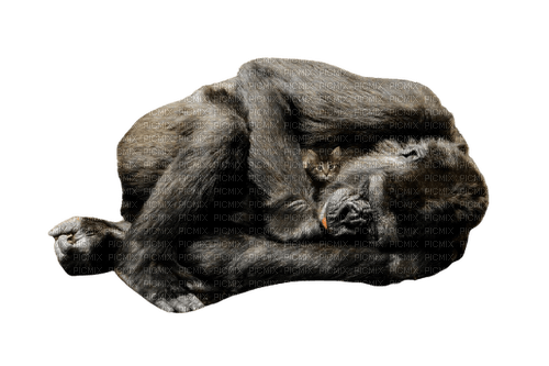 maj gorille - PNG gratuit