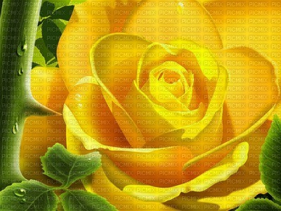 rose jaune - darmowe png