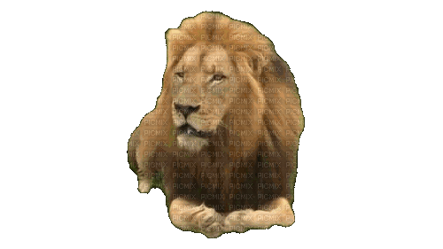 Roaring Lion, lion , africa , lioness , roar - Free animated GIF - PicMix
