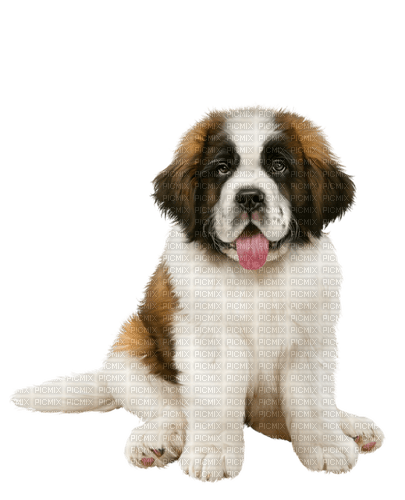 hund    dog - δωρεάν png