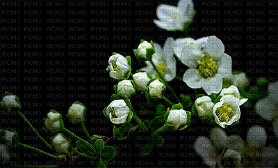 flores - Безплатен анимиран GIF