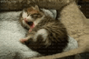 cats bp - Darmowy animowany GIF