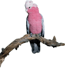 Parrot birds bp - 無料png