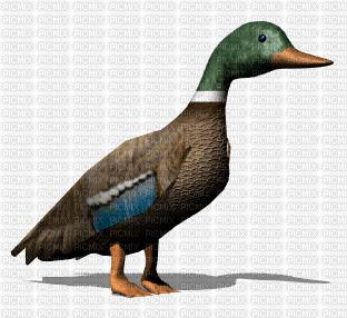 duck - GIF animé gratuit