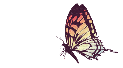 butterfly flying animation gif