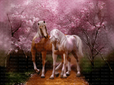 chevaux ** - Free animated GIF