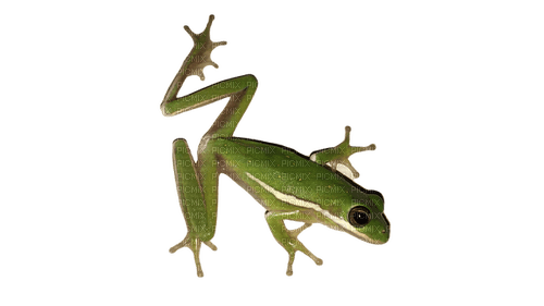 wall frog - PNG gratuit