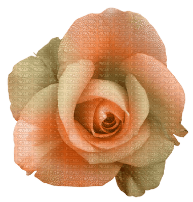 rose orange.Cheyenne63 - png gratis