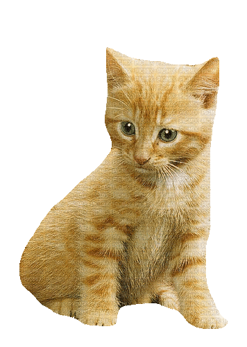 cats schlappi50 - Animovaný GIF zadarmo