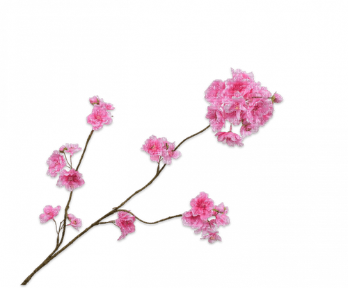 Blütenzweig - png grátis