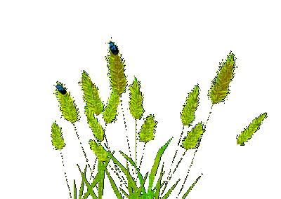 Трава - Gratis animeret GIF